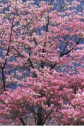 系列总监：可以做《永恒之柱3》 但是得加钱